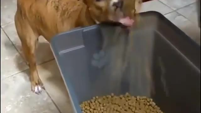 Funny dog ​​feeding on his kibble!