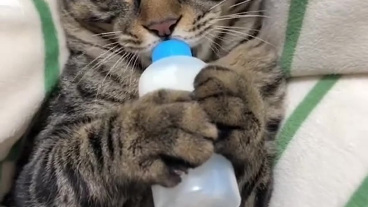 Milking Cat