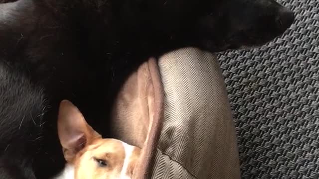 Black and white dog spoon sleep in brown bed together