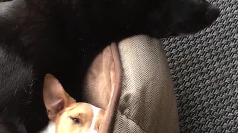 Black and white dog spoon sleep in brown bed together