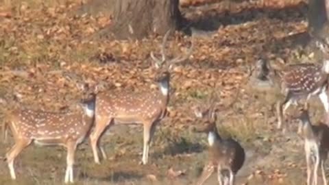 Kanha National Park Tiger.🐈🐻कान्हा राष्ट्रीय उद्यान टाइगर।🐈