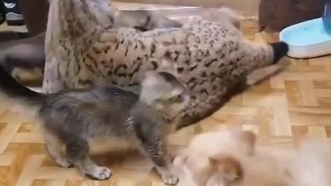 Everyone wants to hangout with Mr.Lynx..🐾😍