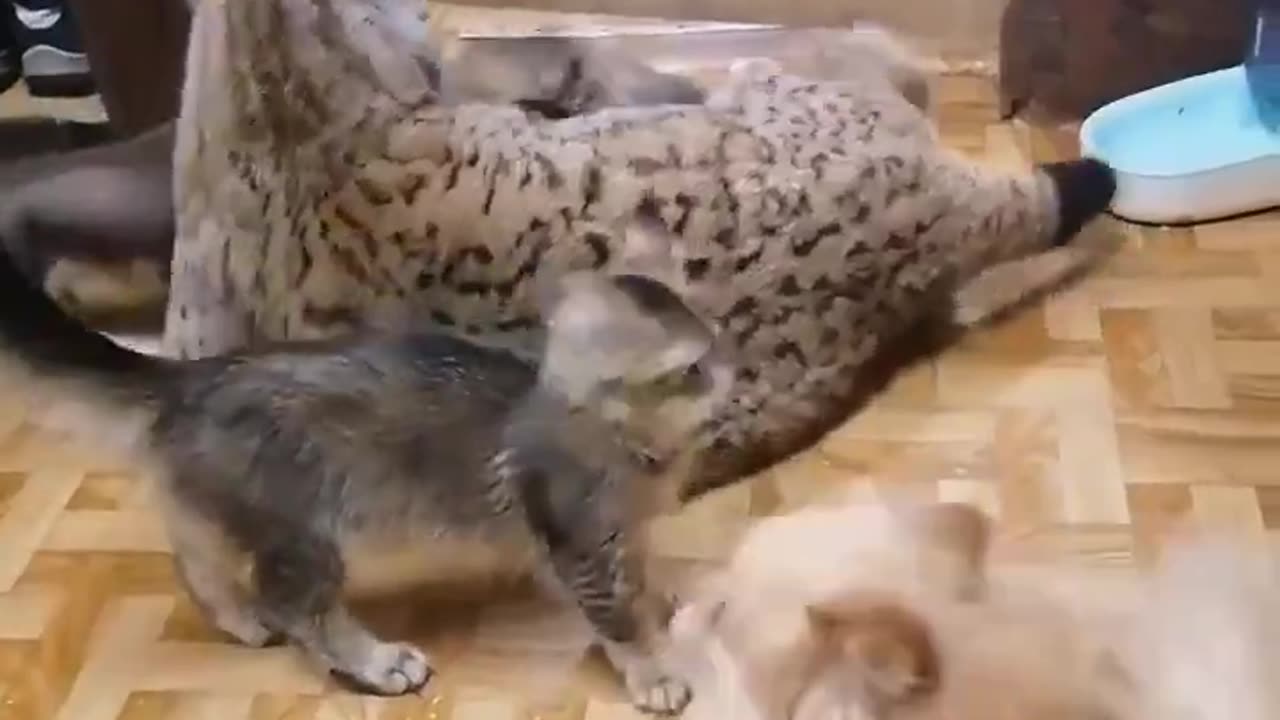 Everyone wants to hangout with Mr.Lynx..🐾😍