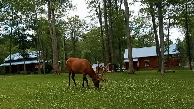 Holy Shi+ I found a moose.