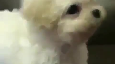 🤣 Awesome Funny Pet Animals Life Videos 😇