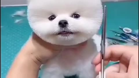 É hora de cortar o cabelo do cachorrinho.