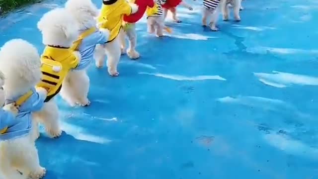 cute dog
