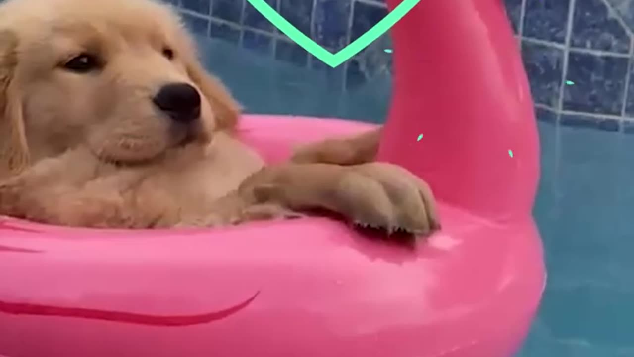 I Can't With These Pets funny dogs pets