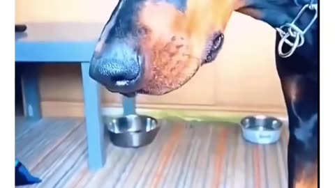 Dog funny video very interesting 🤔🤔🤔