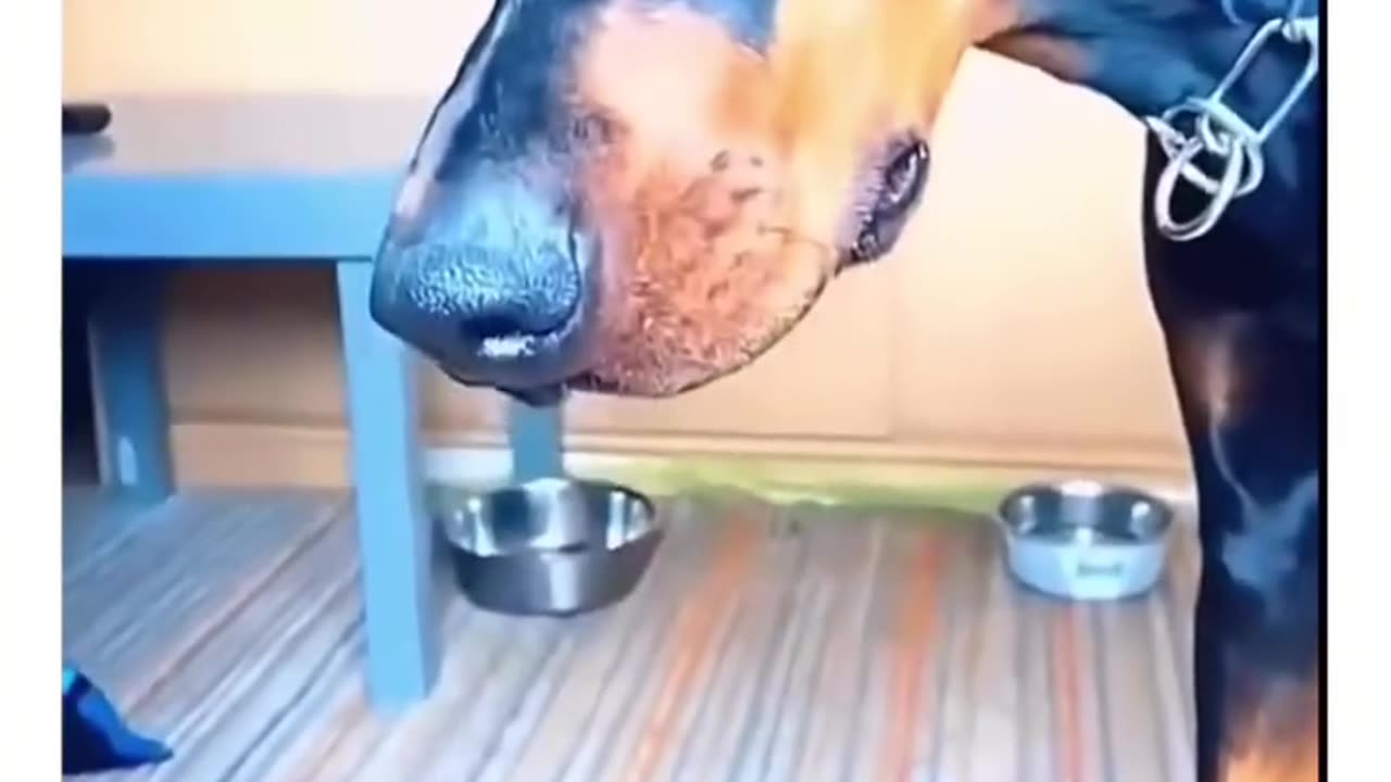 Dog funny video very interesting 🤔🤔🤔