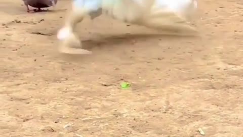 Amazing birds You will fall in love with this amazing bird
