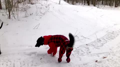 Dog with heart condition models new winter outfit