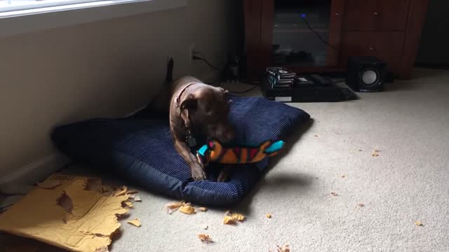 A Dog's Mail Day! Watch what happens next...