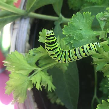 Dinner time with black Swallowtail caterpillar