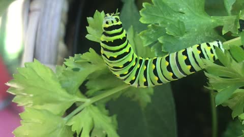 Dinner time with black Swallowtail caterpillar