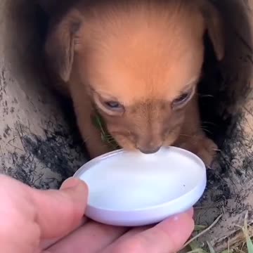 Animal does care of kidds either it's own or others