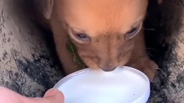 Animal does care of kidds either it's own or others