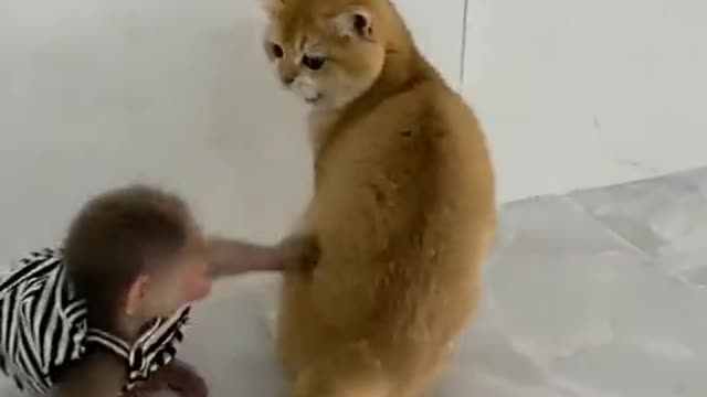 cat play with monkey