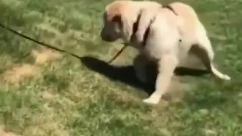 Dogs engraçados