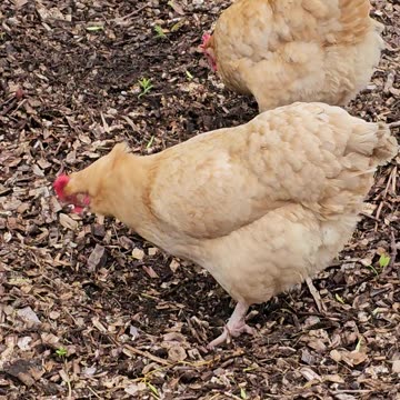 OMC! Two Orpington sisters in woodchips pecking and scratching for worm, grubs, and insects! #shorts