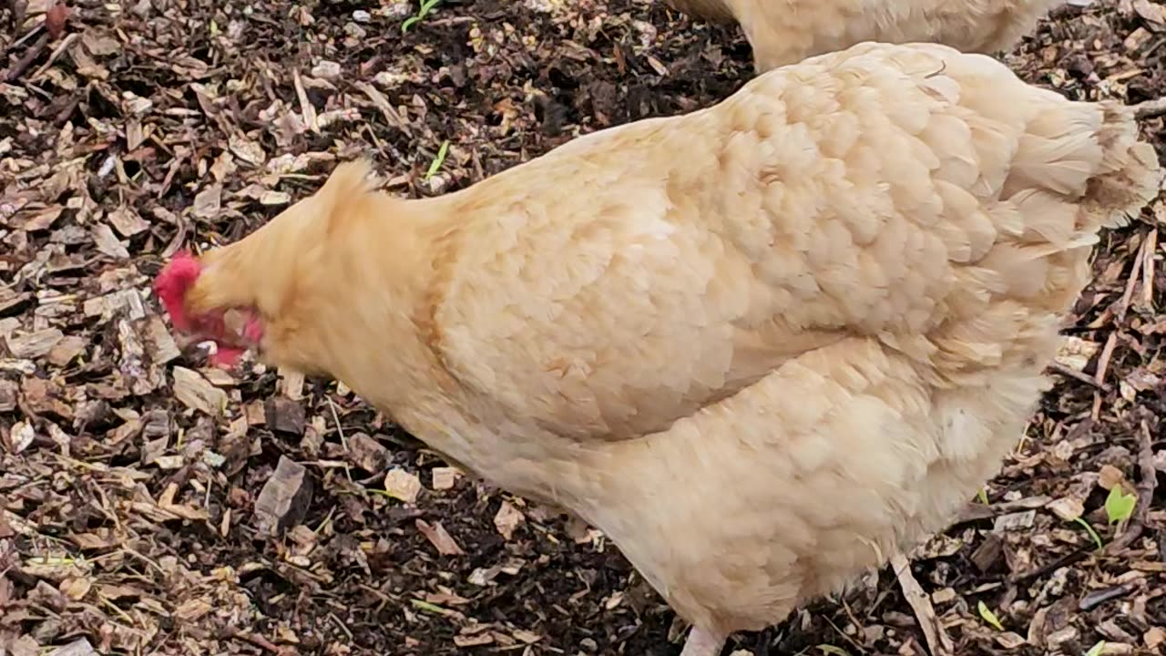 OMC! Two Orpington sisters in woodchips pecking and scratching for worm, grubs, and insects! #shorts