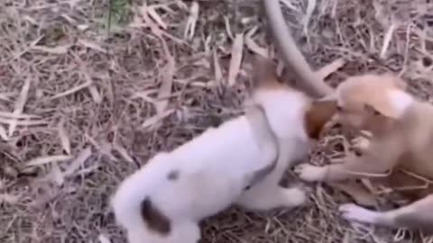 Dogs & Puppies Fight with Snake !! Dogs Family