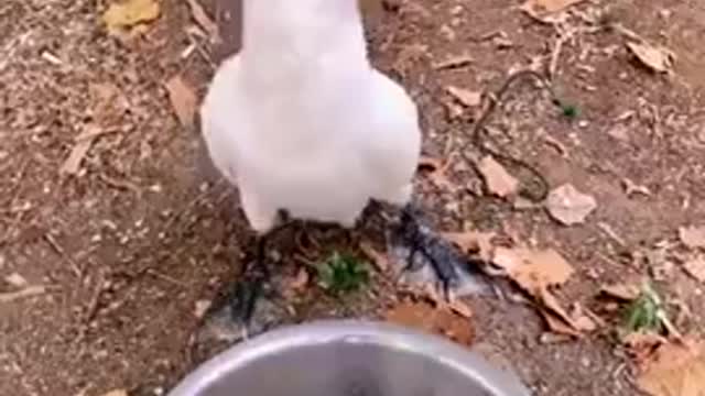 Seagull eating fish rapidly | Short Comedy Story #Shorts