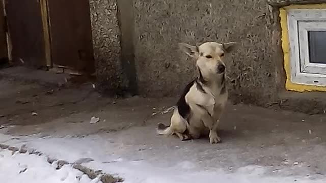 A smart hungry dog ​​patiently expects a reward from a stray cat and ... gets it!