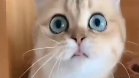 white cat amazing reaction