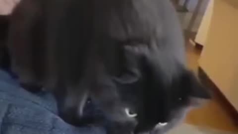 Cat funny videos