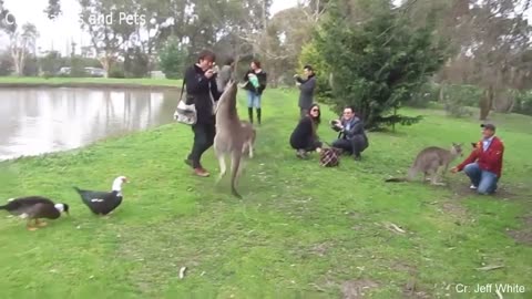 Funny Different Animals Chasing and Scaring People