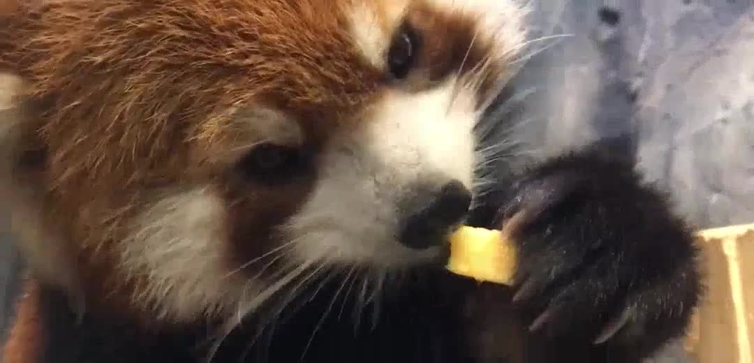 [red panda] red pandas are the cutest to eat apples