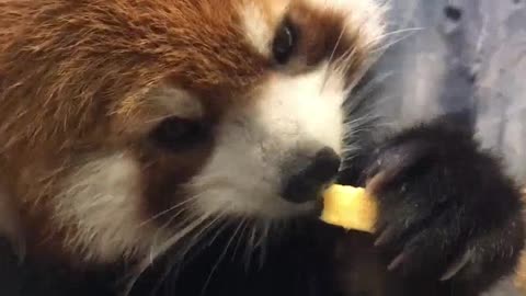 [red panda] red pandas are the cutest to eat apples