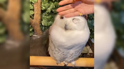 Never touch an owl