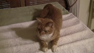 Talkative Ginger Cat