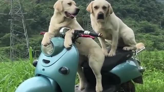 Funniest Animals /Cutest Dogs video, Funny Animal Videos. cute pet