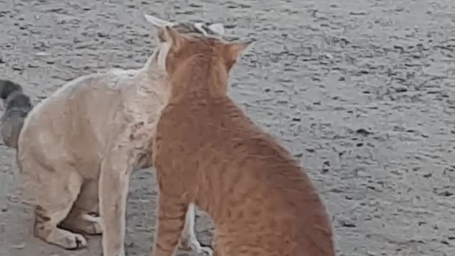 Cat fighting