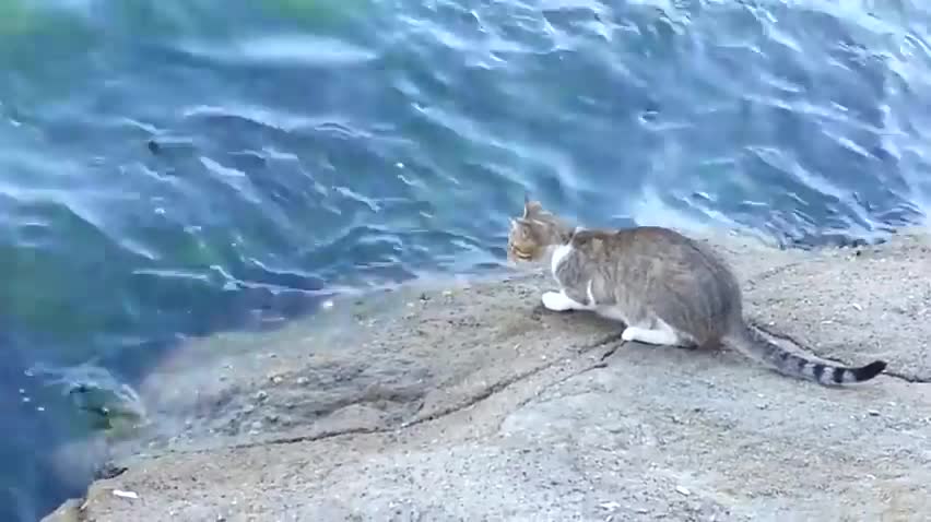 Cat catches a fish for lunch today 🔥