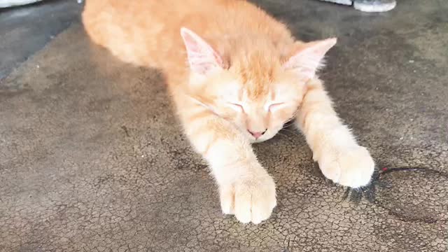 A cat sleeping with a Superman pose