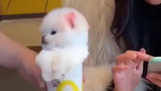 Cutest puppy video 🤩