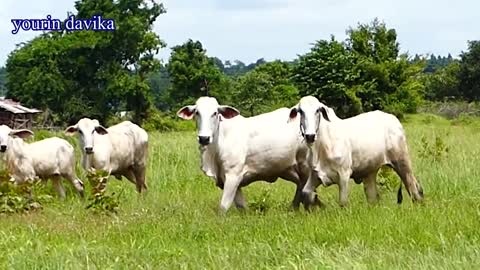 Fack tiger prank with the cow. What happe never miss the video 🐮 🐮
