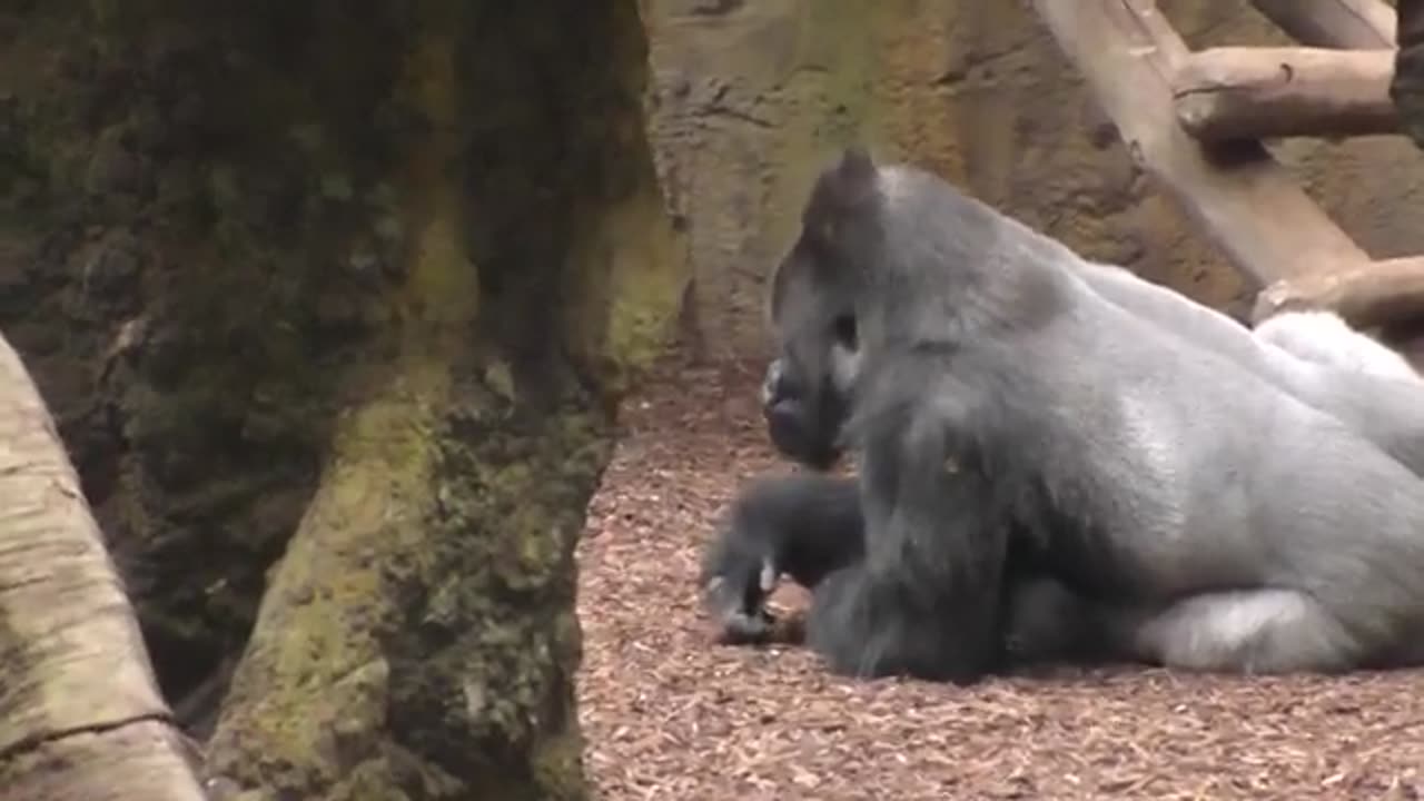 GORILLA !!!!