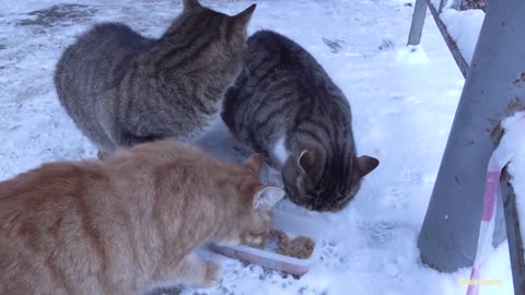 The cat is cute but little angry today