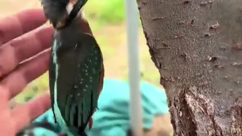 Kingfisher gets a helping hand