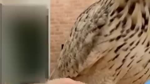 Best Funny cat video