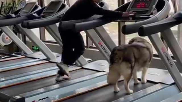 Funny and Cute Dogs