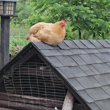 OMC! Rooftop Orpington Hen - A shorter look! 🤣💖