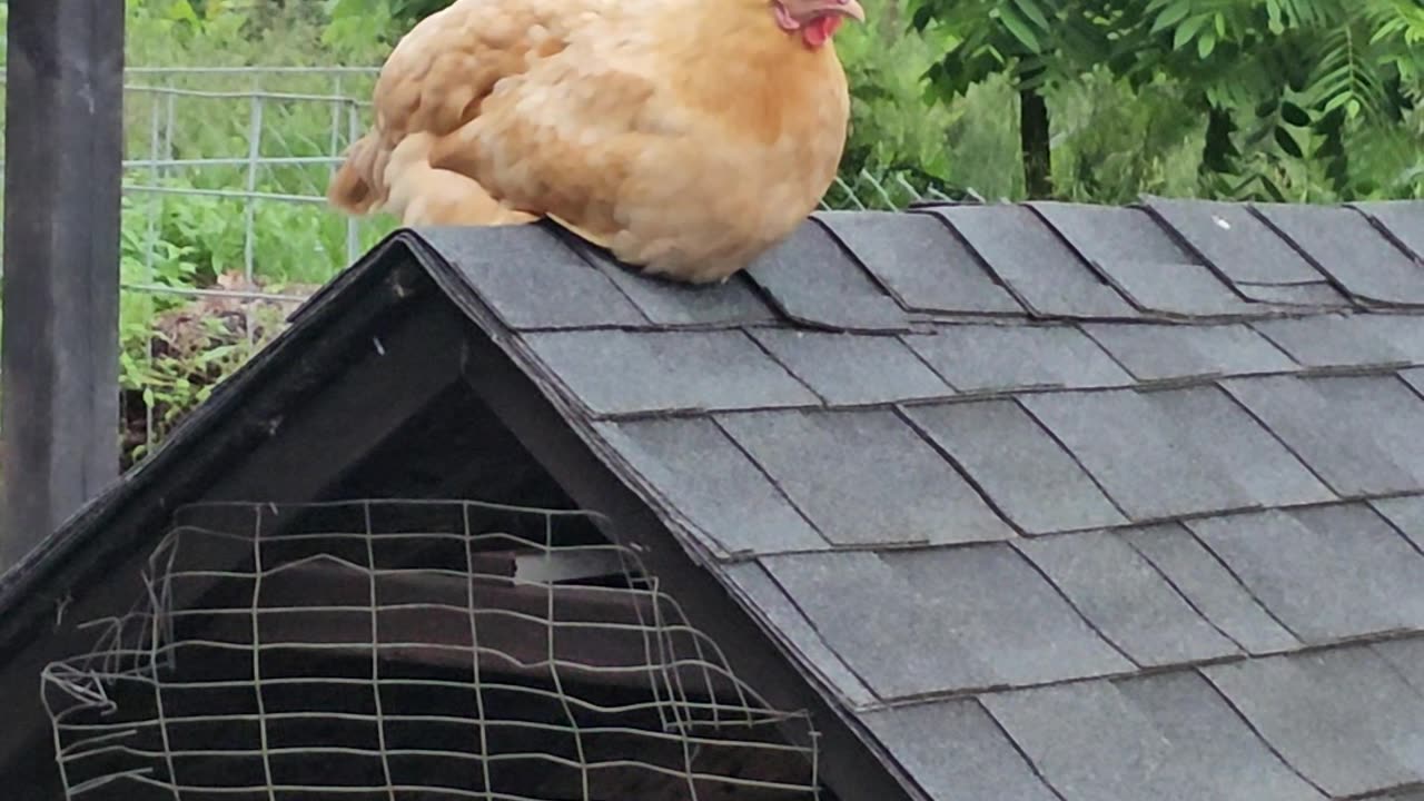 OMC! Rooftop Orpington Hen - A shorter look! 🤣💖