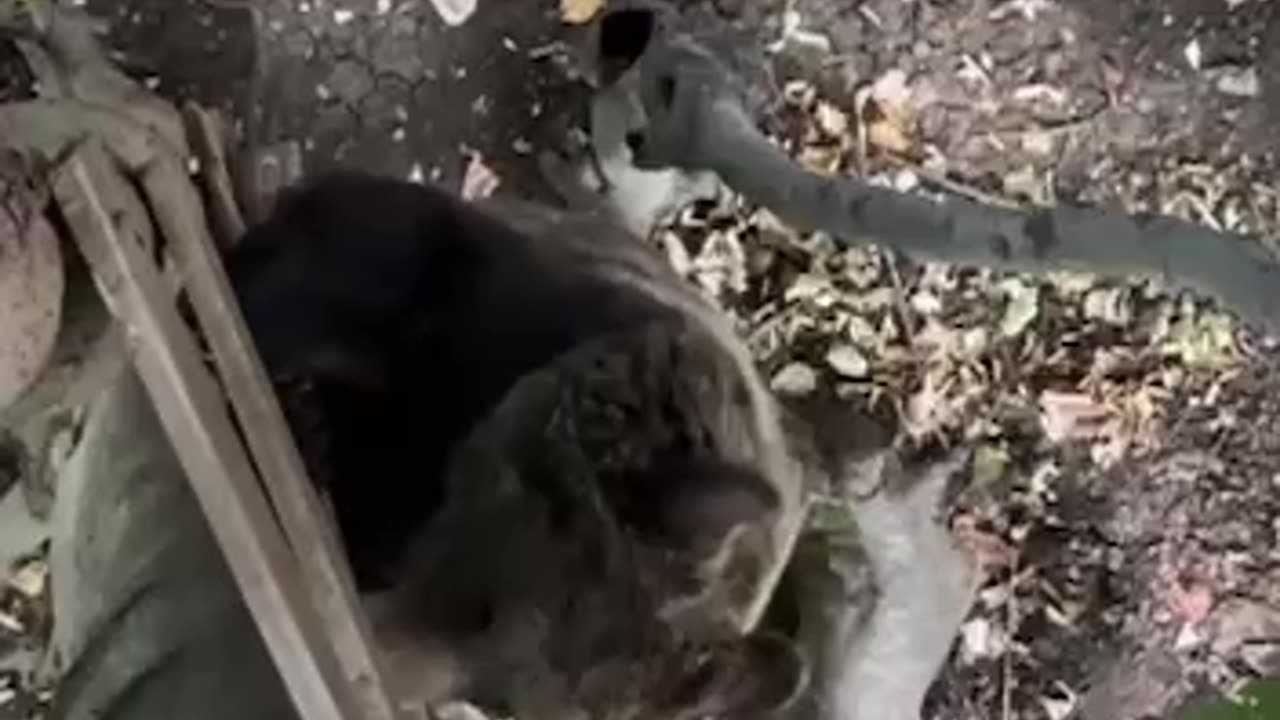 The things bloggers do for clicks and views