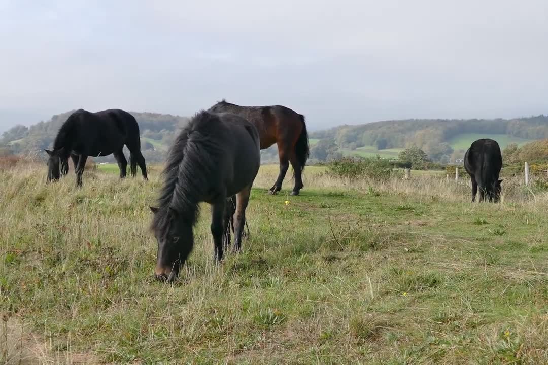 Black Horses Eat wild Grass _ 4k Ultra HD Video